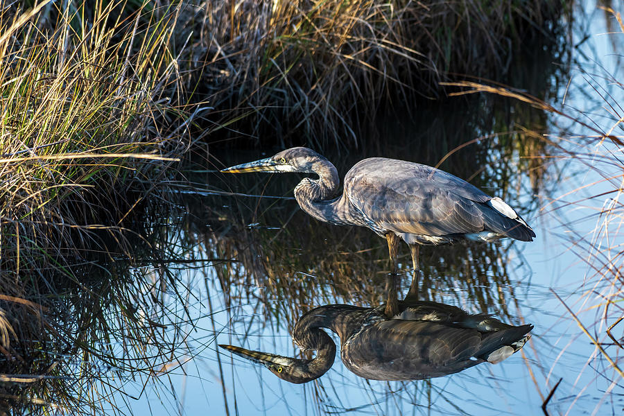 Reflections of a Blue Heron Photograph by Rose Guinther