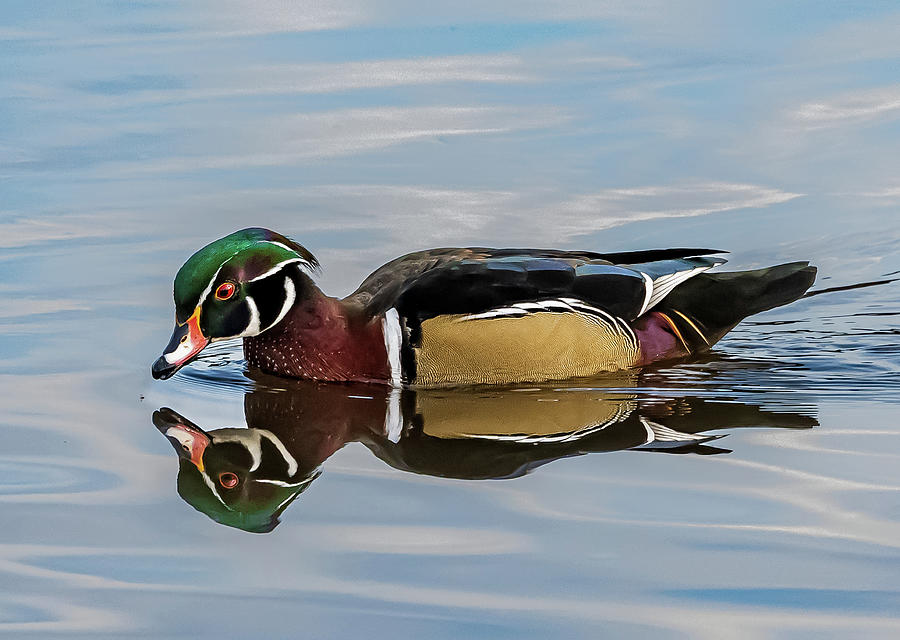 Reflections of a duck Photograph by Brian Shoemaker