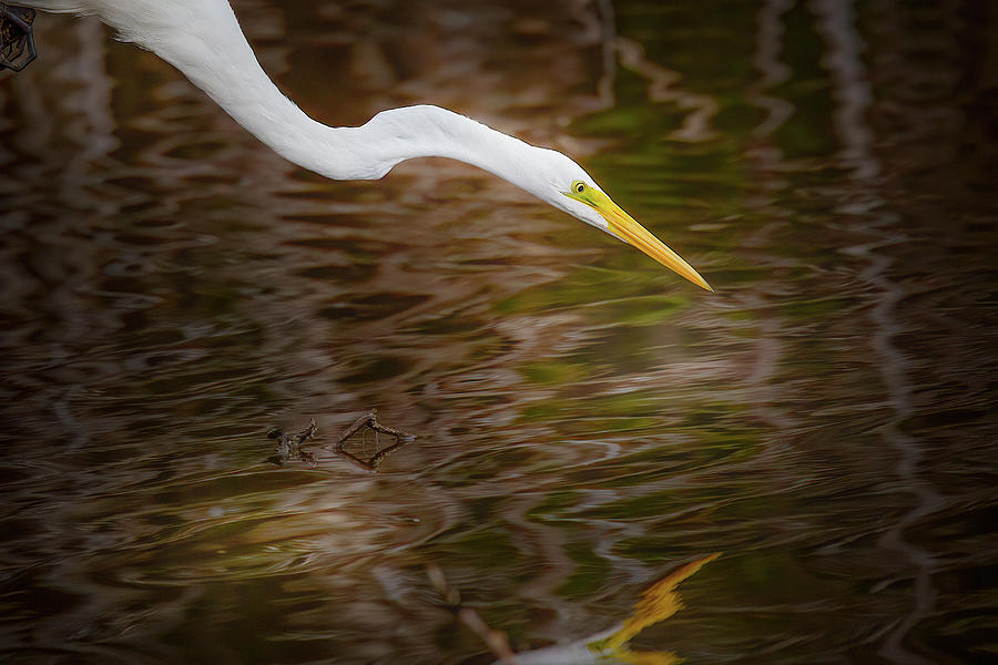 Reflections of a Great White Egret Photograph by Mark Andrew Thomas