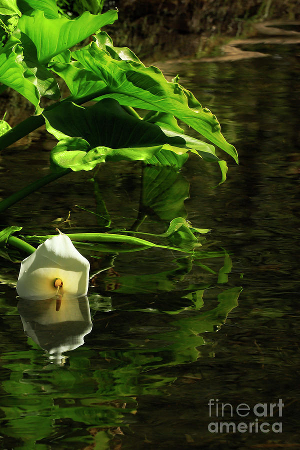 Reflections of a Lily Photograph by Terri Waters