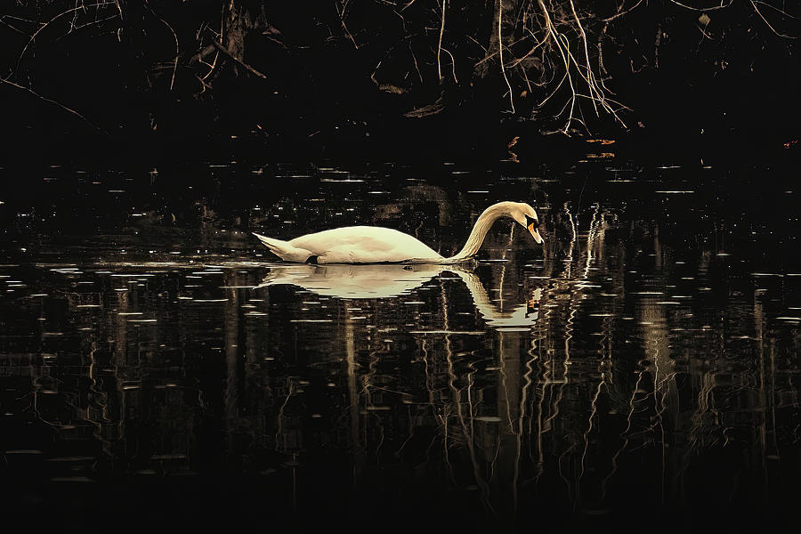 Reflections Of A Mute Swan Photograph