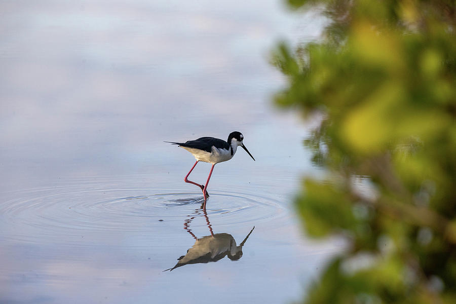 Wildlife Photograph - Reflections of a Stilt by Alec Klobuchar