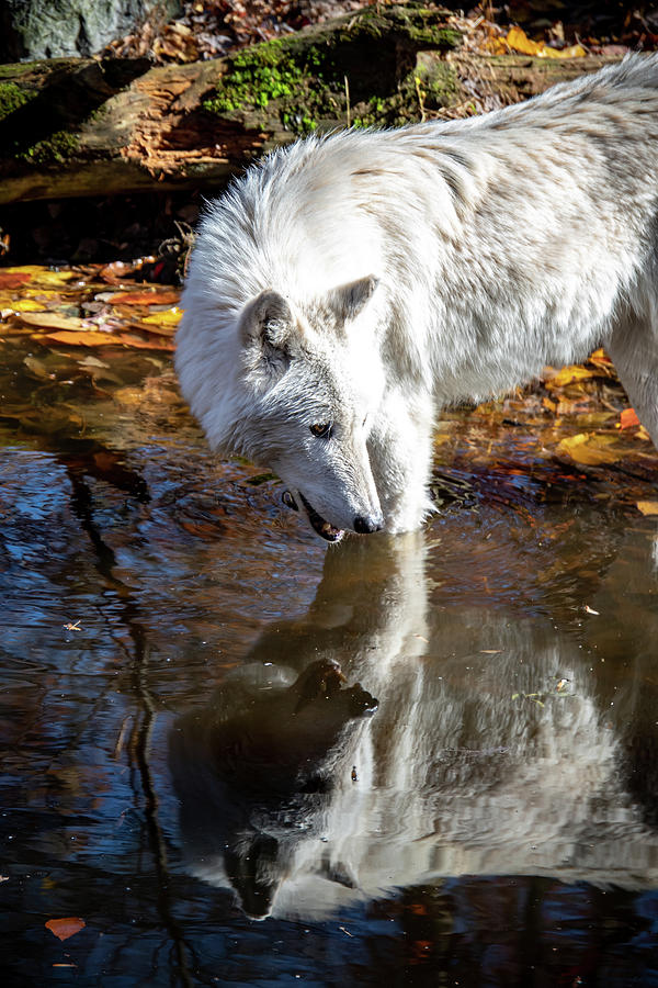 Reflections of an Arctic Wolf Photograph by Rose Guinther