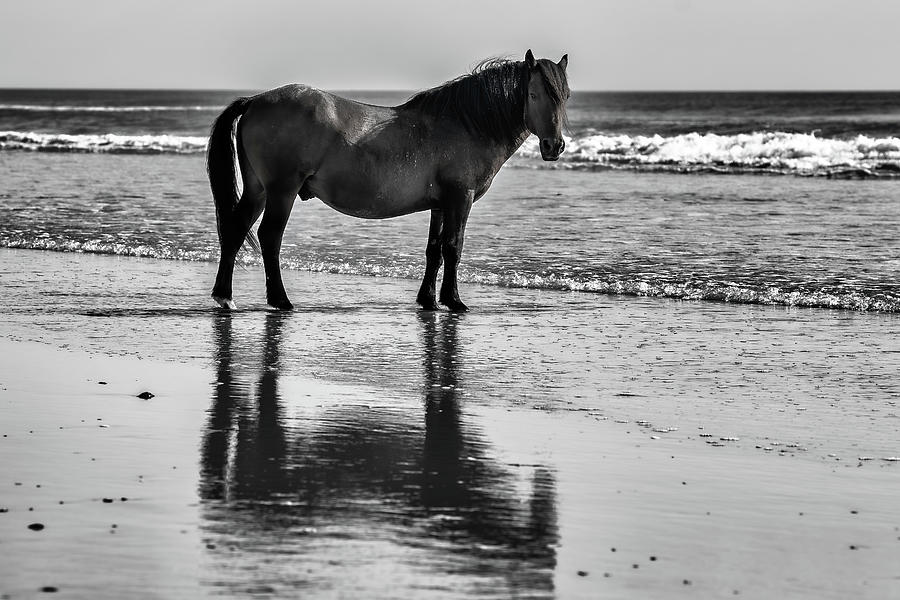Reflections of an Old Stallion Photograph by Fon Denton