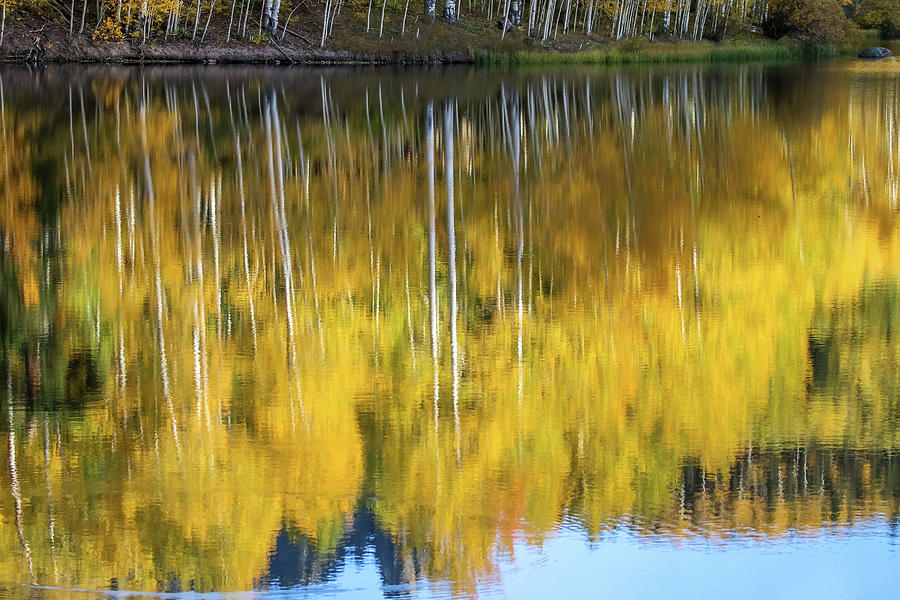 Reflections of Aspens at Cushman Lake Photograph by Dawn Richards