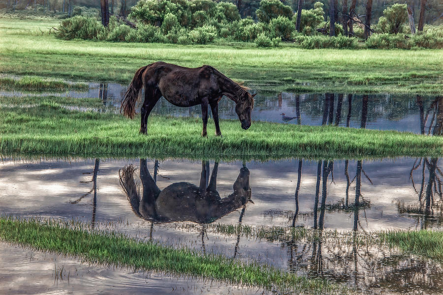 Reflections of Chincoteague Photograph by Marcy Wielfaert