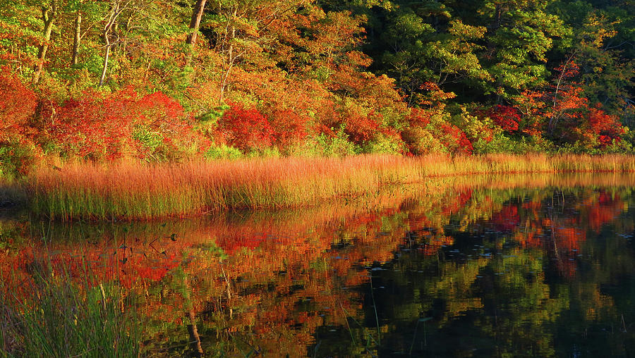 Reflections of Fall Photograph by Dianne Cowen Cape Cod Photography
