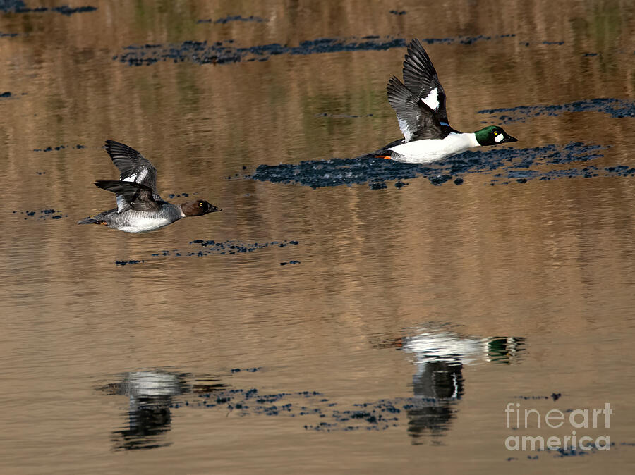 Duck Photograph - Reflections of Flight by Michael Dawson