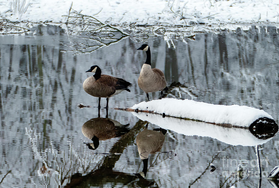 Reflections of Geese in Water Photograph by Sandra Js