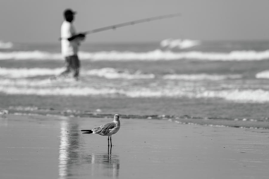 Reflections of Man and Bird Black and WHite Photograph by Steve Templeton