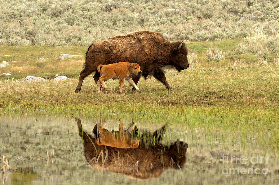 Yellowstone National Park Photograph - Reflections Of Mom And The Red Dog by Adam Jewell