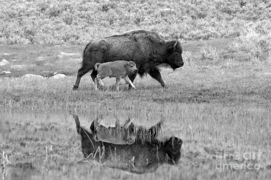 Reflections Of Mom And The Red Dog Black And White Photograph by Adam Jewell