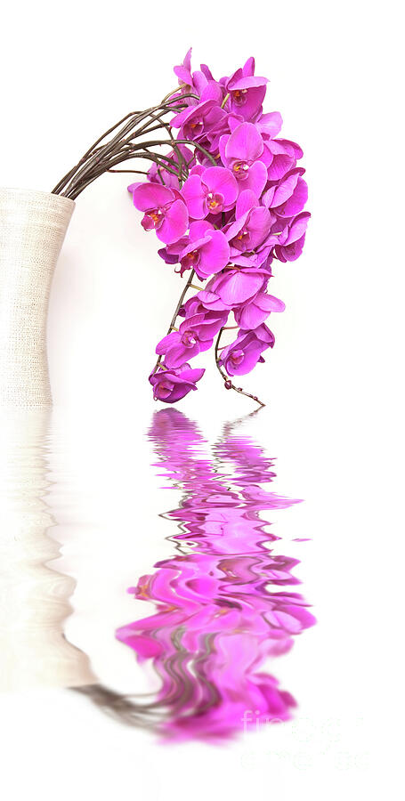 Orchid Photograph - Reflections of orchids by Delphimages Photo Creations