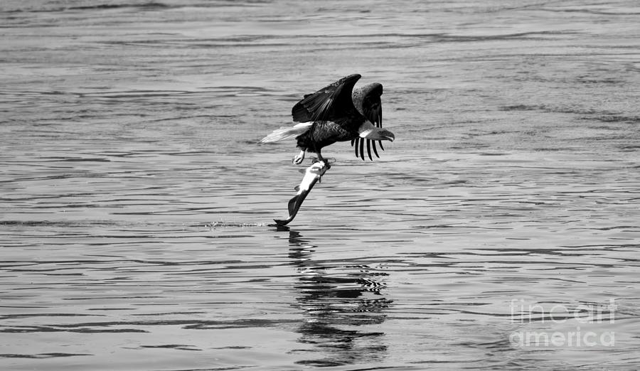 Reflections Of The Hunting Eagle Black And White Photograph by Adam Jewell