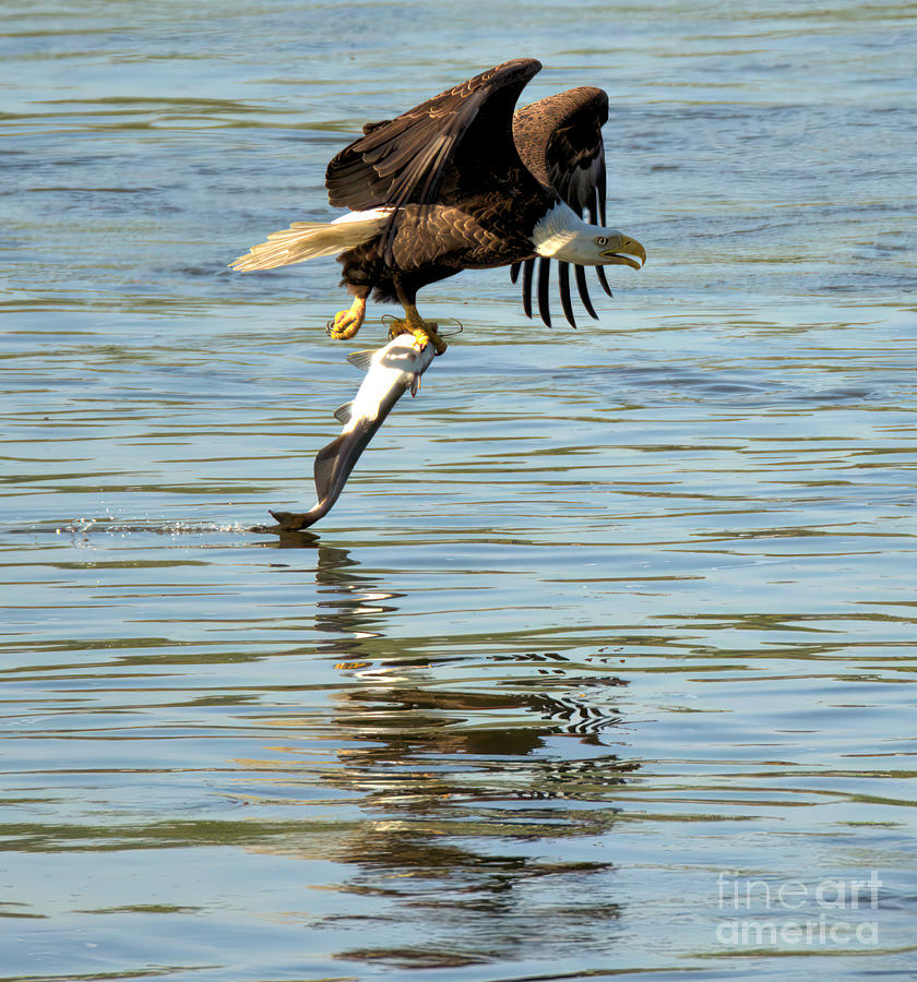 Reflections Of The Hunting Eagle Closeup Photograph by Adam Jewell