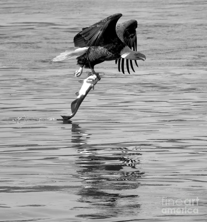 Reflections Of The Hunting Eagle Closeup Black And White Photograph by Adam Jewell