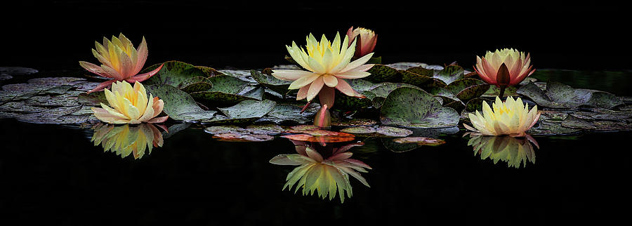 Reflections Of Water Lilies Photograph