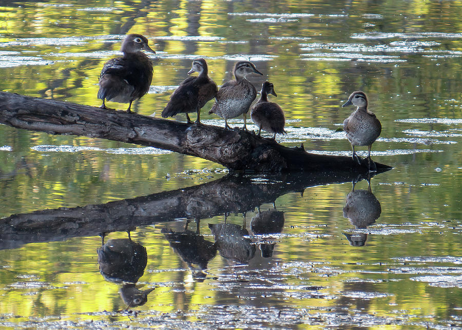 Reflections of Wood Ducks Photograph by Patti Deters