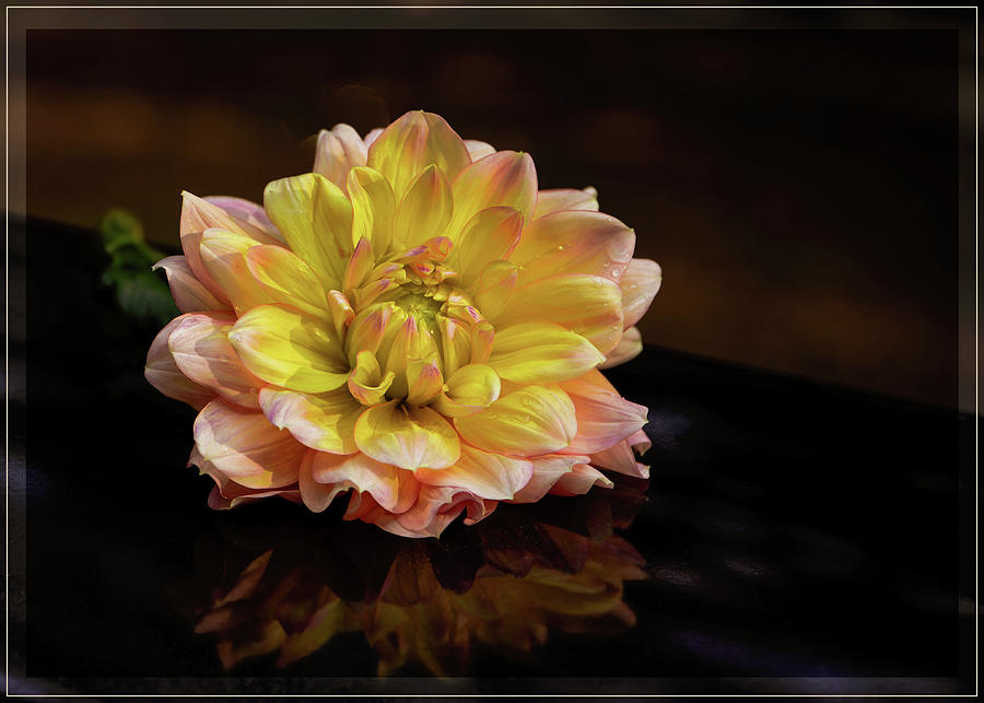 Reflections of Yellow and Salmon Dahlia Photograph by Norma Brandsberg