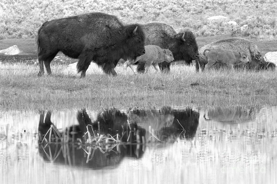 Reflections Of Yellowstone Bison Grazing Black Ang White Photograph by Adam Jewell