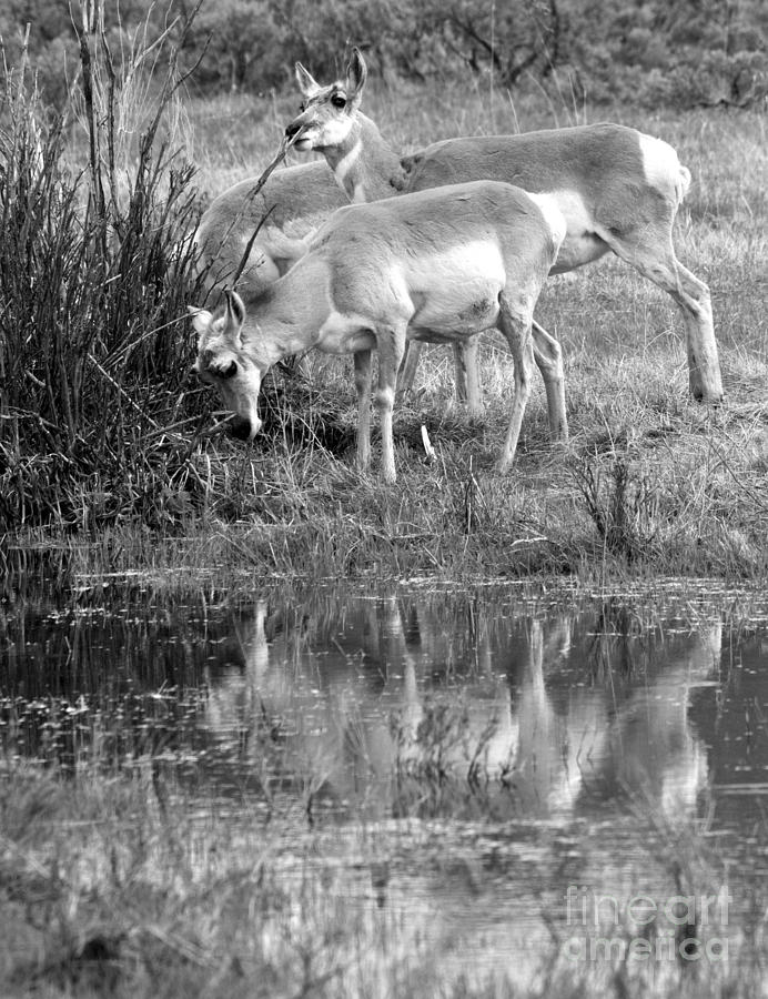 Reflections Of Yellowstone Pronghorn Black And White by Adam Jewell Reflections Of Yellowstone Pronghorn Black And White by Adam Jewell