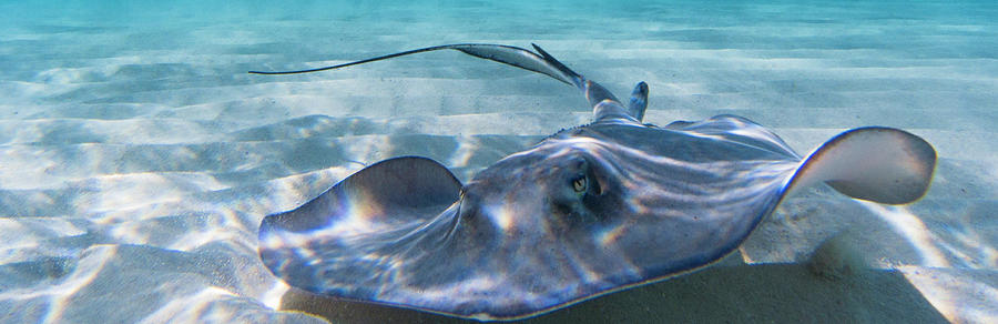 Reflections on a Southern Ray Photograph by Lynne Browne