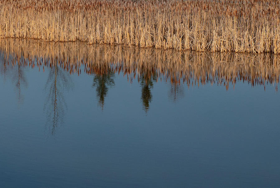 Reflections Photograph - Reflections On A Wetland Lake by Phil And Karen Rispin