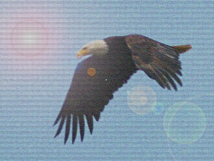 Reflective Eagle Digital Art by David Desautel