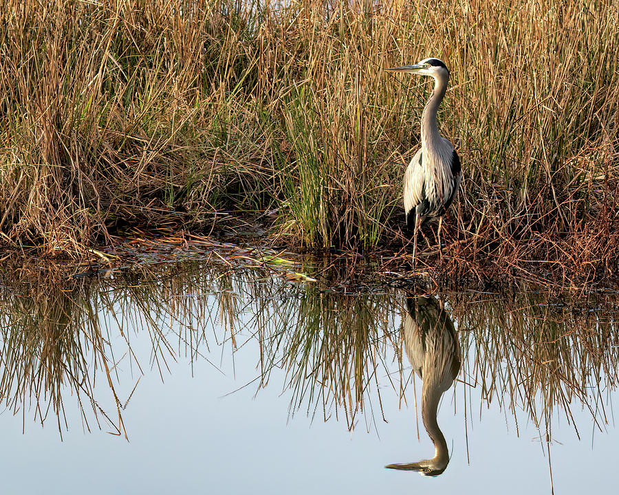 Reflective Heron Photograph by James Barber