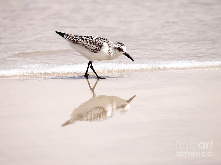 Reflective Sandpiper Photograph by Tony Lee