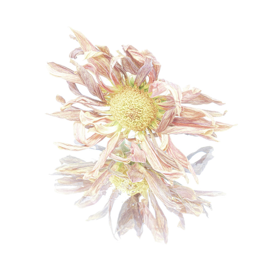 Flower Photograph - Reflective - Square by Sandi Kroll
