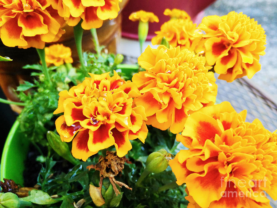 Refreshed Marigold Photograph by Robert Knight