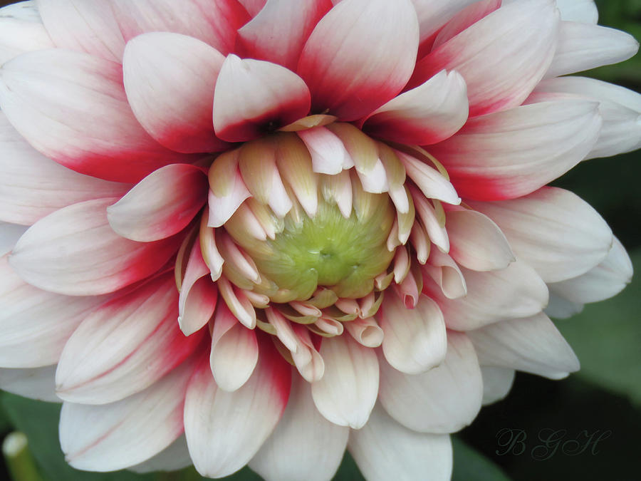 Burst of Peppermint Dahlia - Floral Photography and Art - Flower Fine Art Home Decor Photograph by Brooks Garten Hauschild