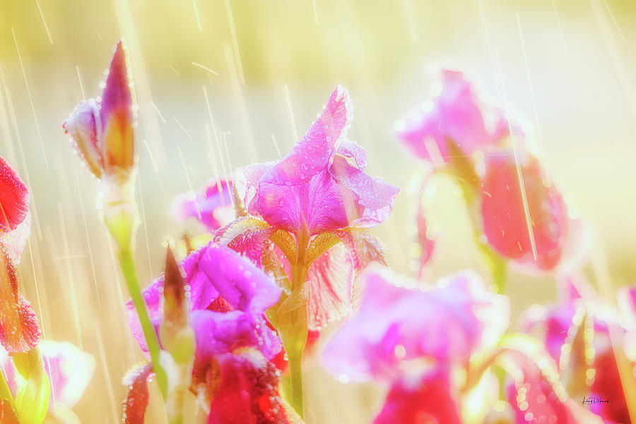 Refreshing Spring Rain Photograph by Leland D Howard