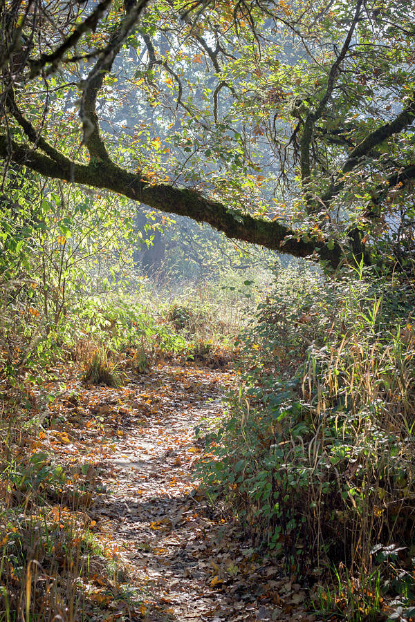 Refuge 2 Photograph by Amber Lang | Fine Art America