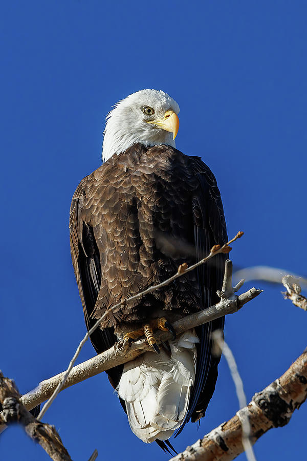 Regal Bald Eagle Poses for a Portrait Photograph by Tony Hake - Fine ...