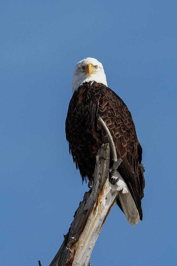 Regal Bald Eagle Poses on a Tree Photograph by Tony Hake - Fine Art America