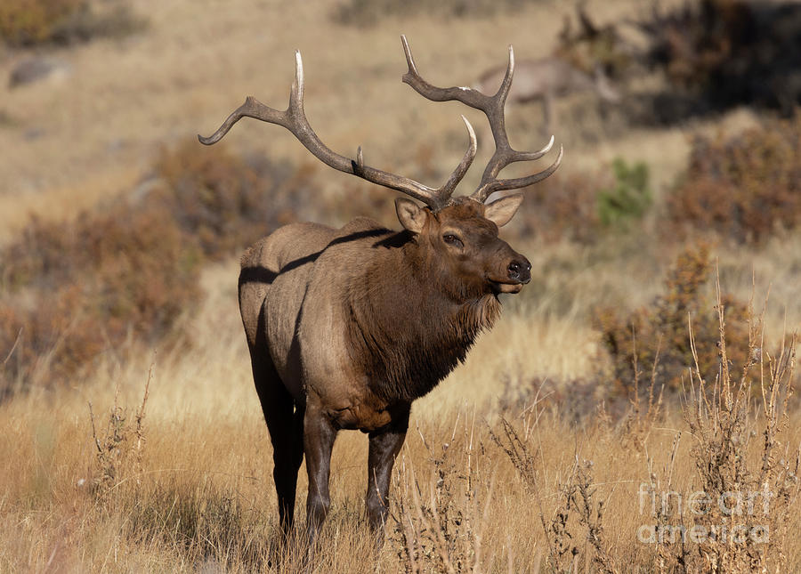 Regal Bull Elk In Rocky Mountain National Park Photograph