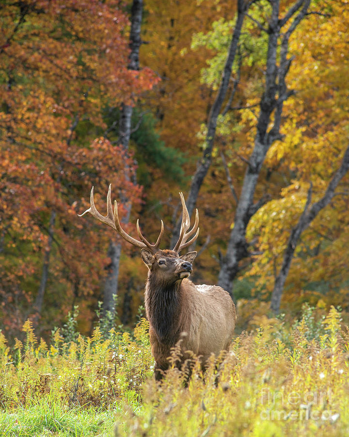 Regal Bull Elk Photograph by Jane Axman