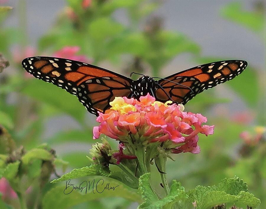 Butterfly Photograph - Regal Butterfly by Beverly M Collins