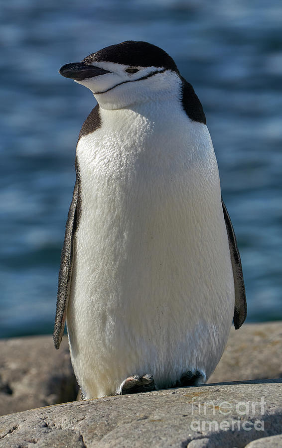 Regal Chinstrap Penguin Photograph by Brian Kamprath
