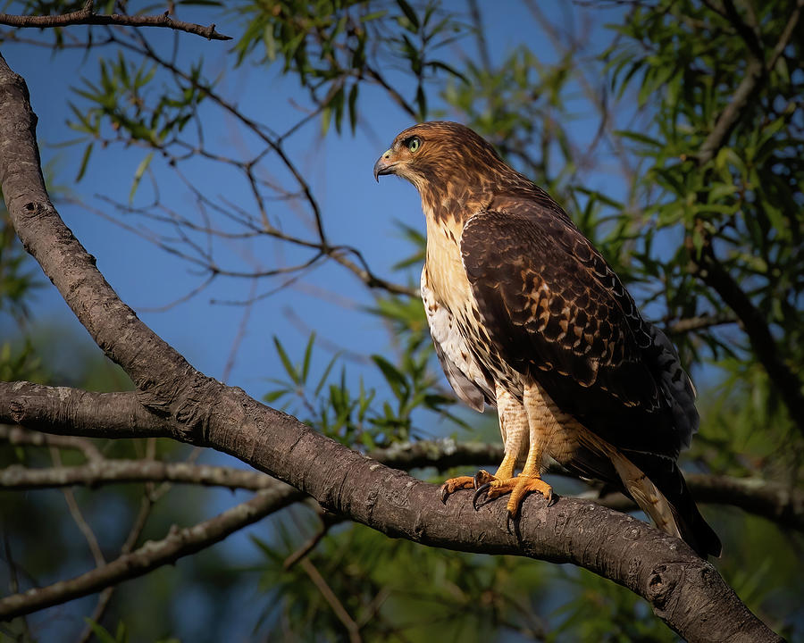 Regal Photograph by Deborah Roy - Fine Art America