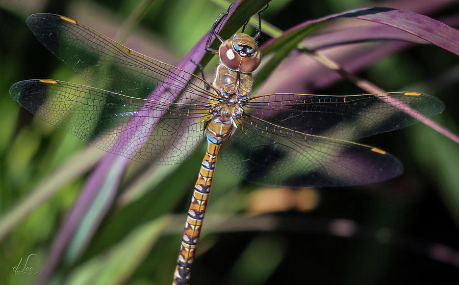 Nature Photograph - Regal Dragonfly by D Lee