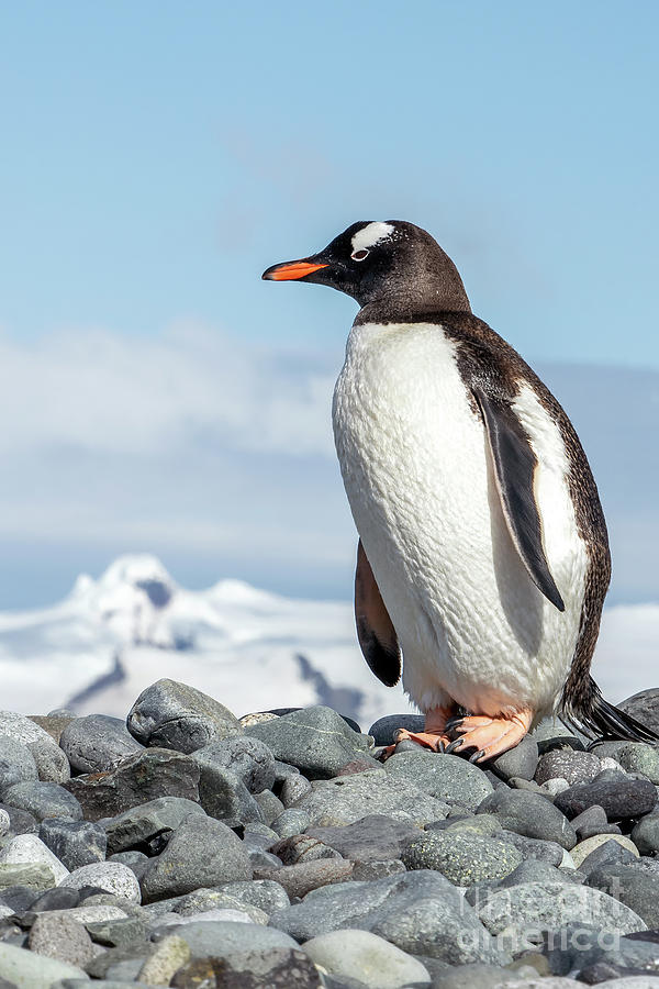 Regal Gentoo Penguin Photograph by Tom Watkins PVminer pixs