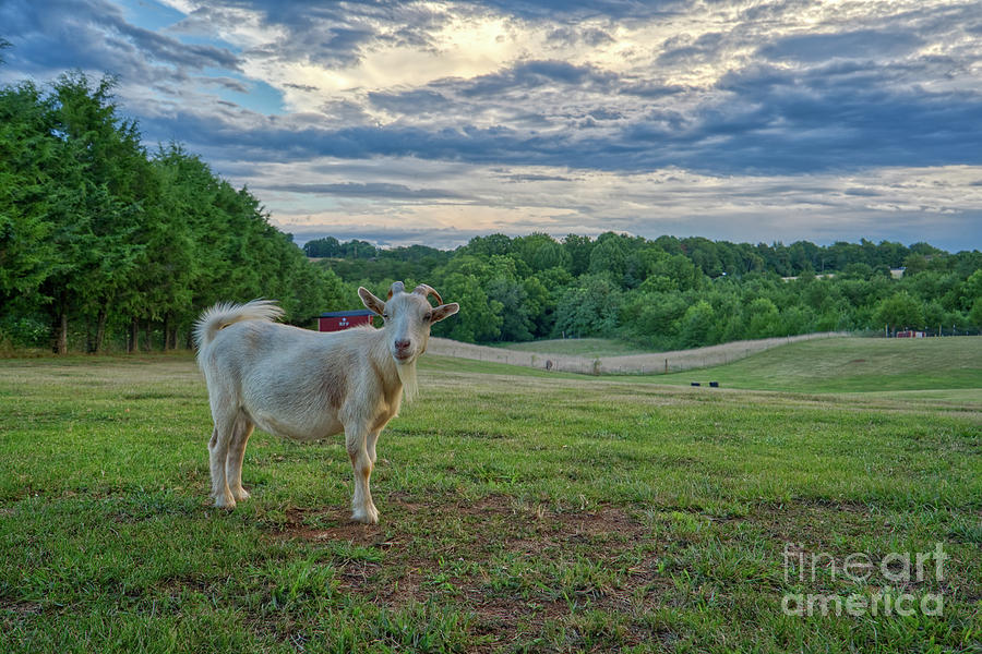 Regal Goat Photograph by Brian Kamprath