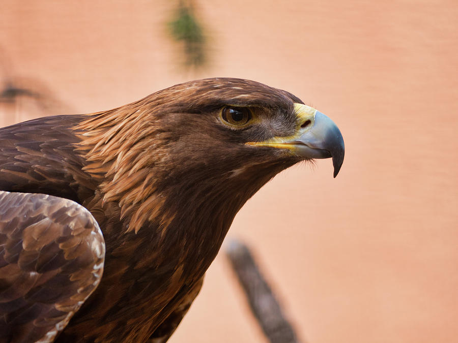 Regal Golden Eagle Photograph by Segura Shaw Photography