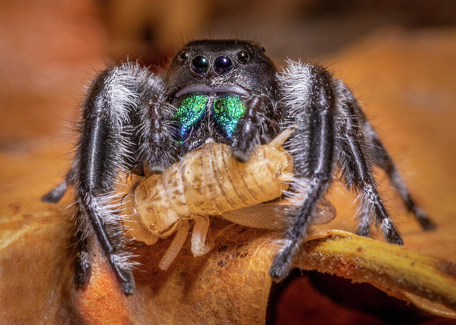Regal Jumping Spider feeding on Cricket Photograph by Jerry Fornarotto