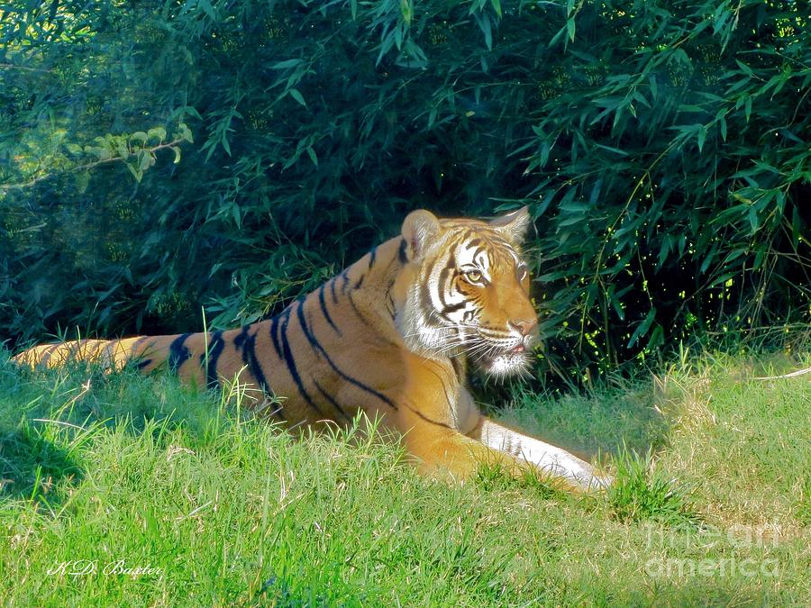Regal Malayan Tiger Arya Basking in the Sun Painting by Kimberlee Baxter
