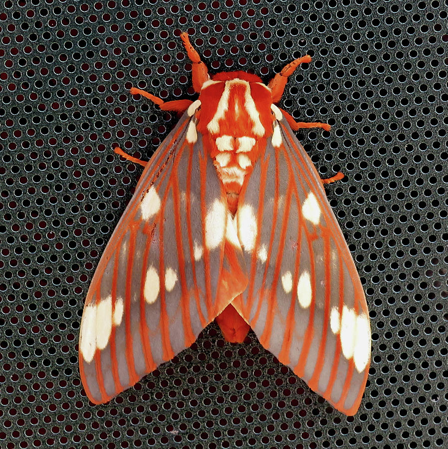 Regal Moth Photograph by Joshua Bales