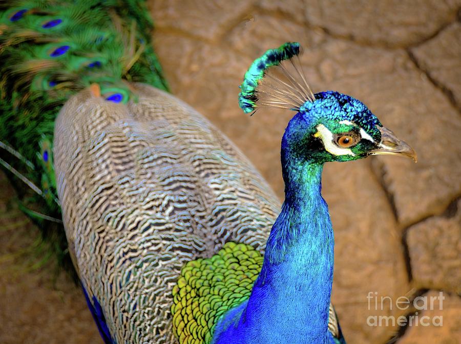 Peacock Photograph - Regal Peacock by D Davila